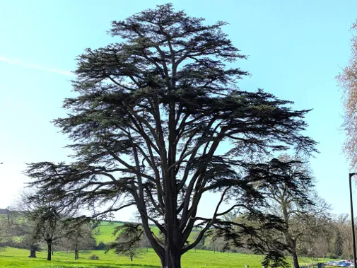Preview photo of Newton Park