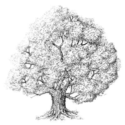 Illustration of an oak tree drawn with pencil