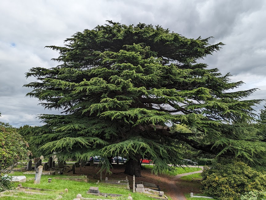 A preview image of one of the trees from a list of Bath's forgotten trees